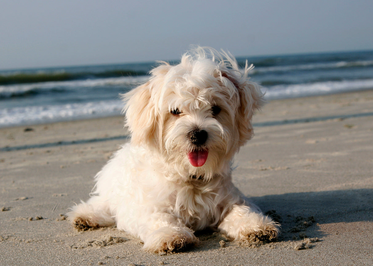 What You Need to Know When Adopting a Young Puppy
