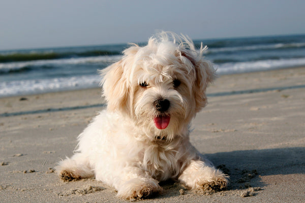 What You Need to Know When Adopting a Young Puppy