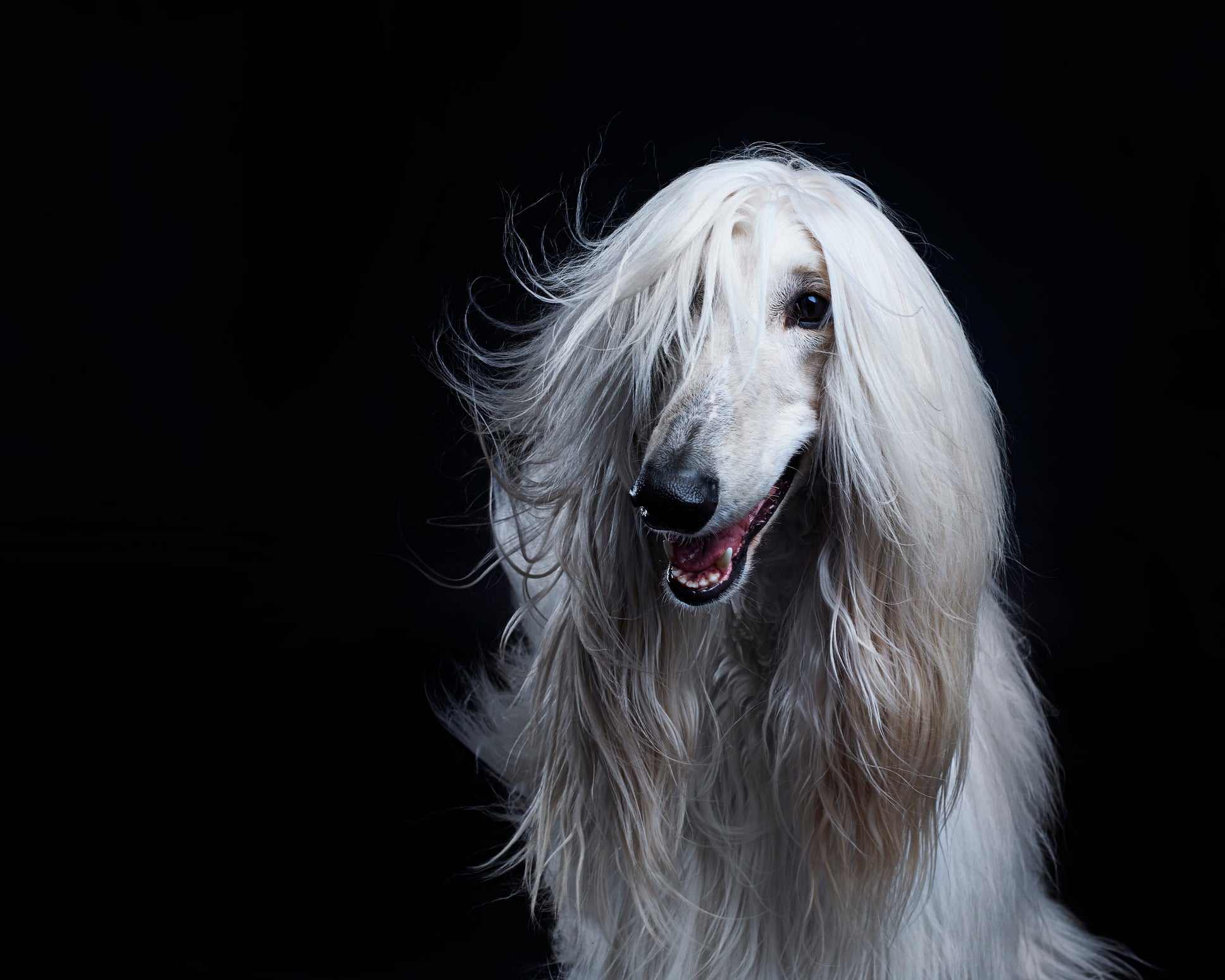 8 Facts You Didn’t Know About Afghan Hounds