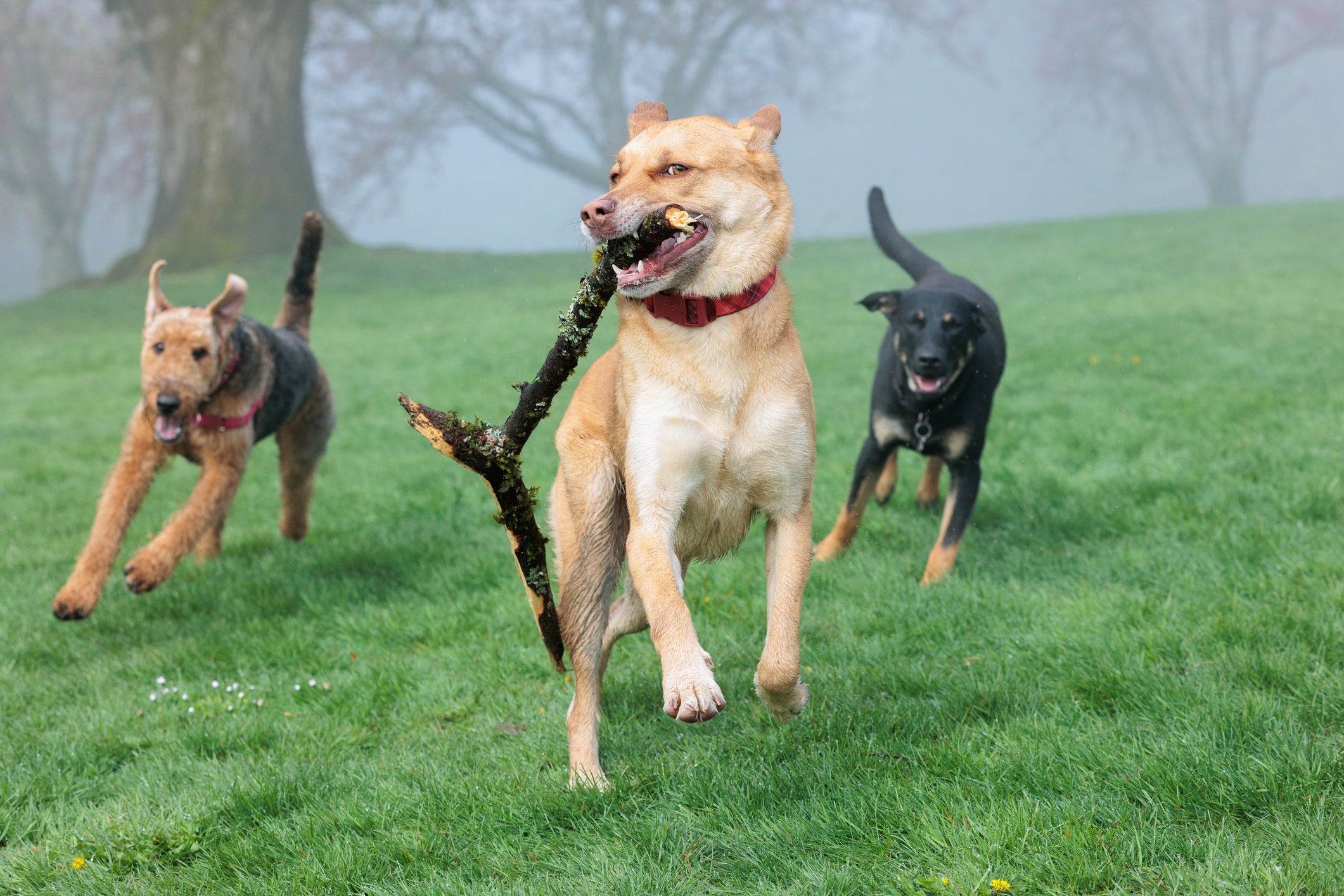 5 Reasons You Must Avoid Dog Parks