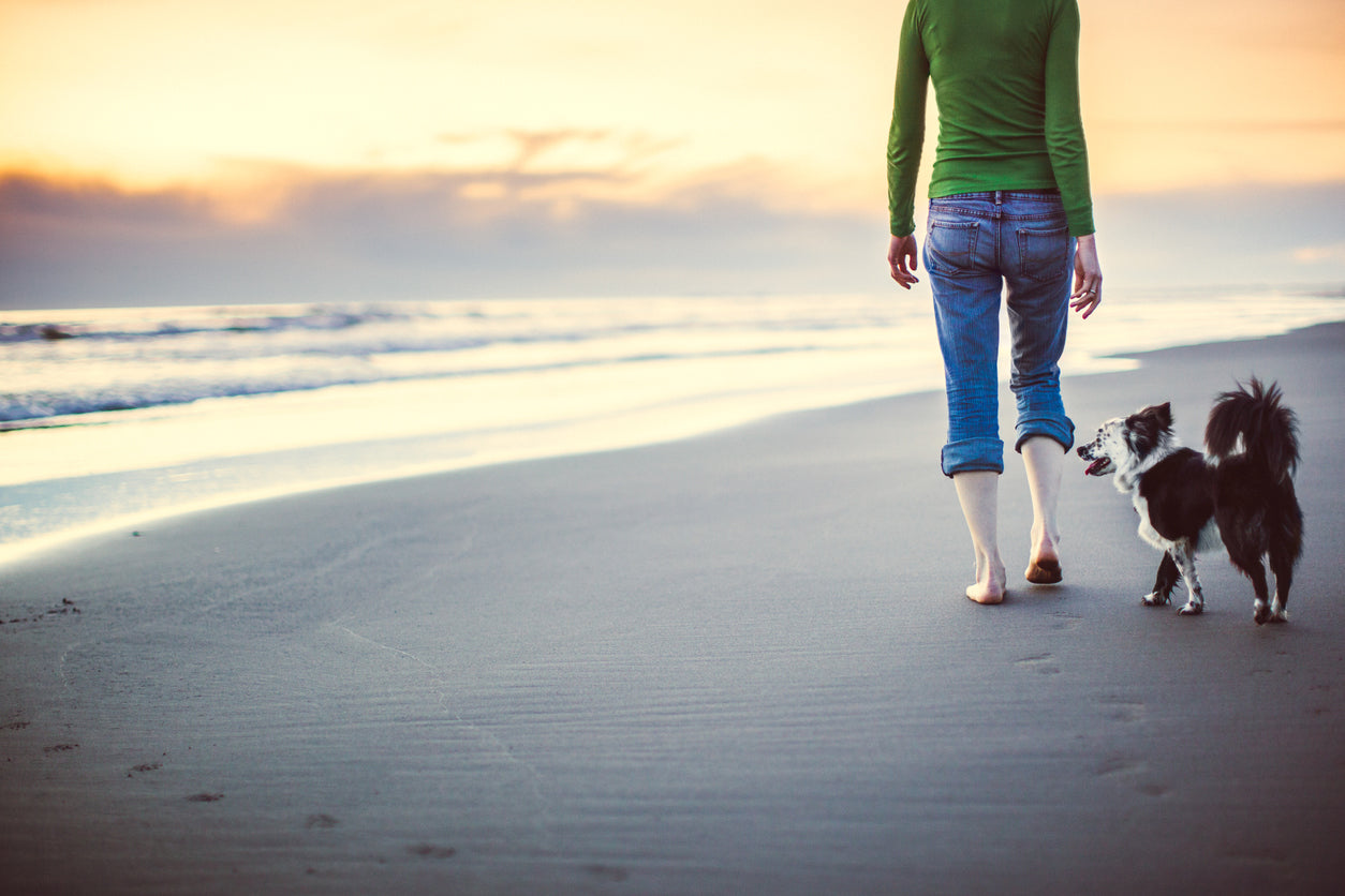 Packing for a Day at the Beach with Your Dog