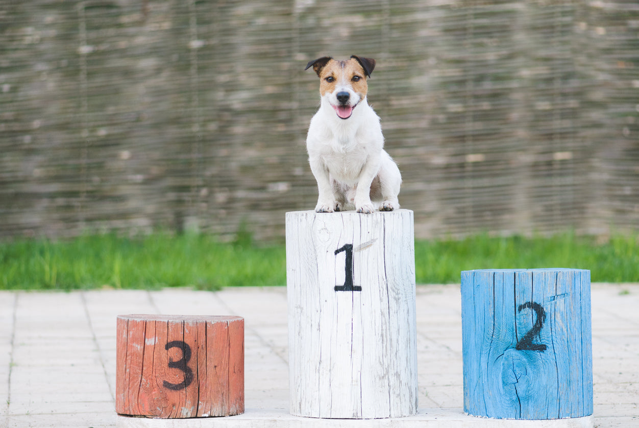 Do Dogs Make The Best Pets?