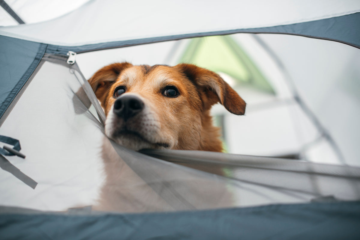 A Helpful Guide for Winter Camping with Your Dog