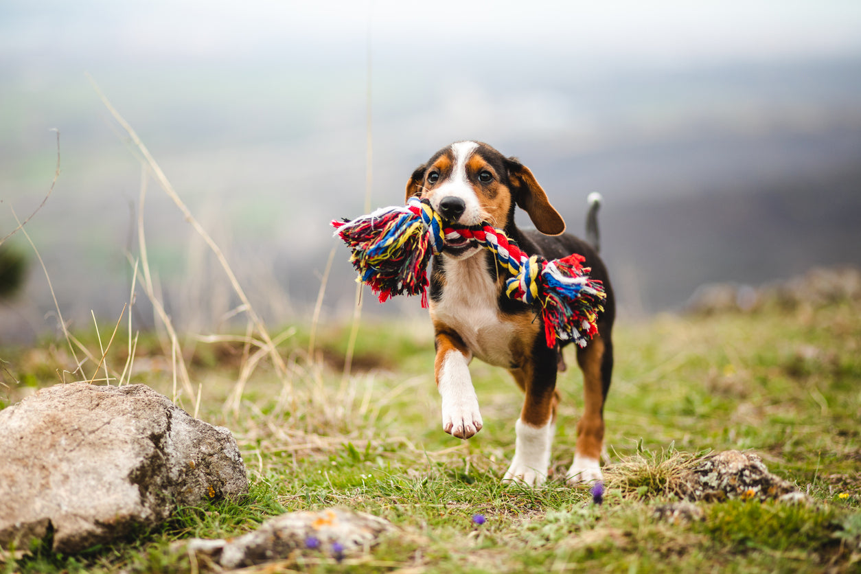 More Cute Pup, Less Hound Dog: How to Train Your Dog in 7 Easy Ways