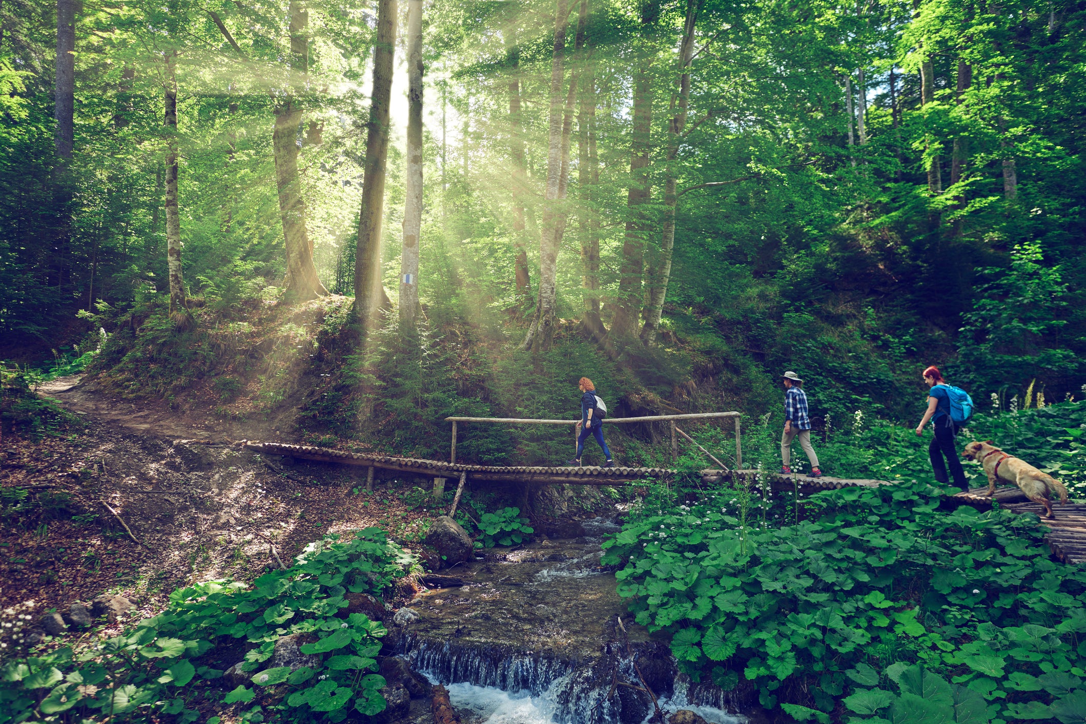 Best Dog-Friendly Hiking Trails