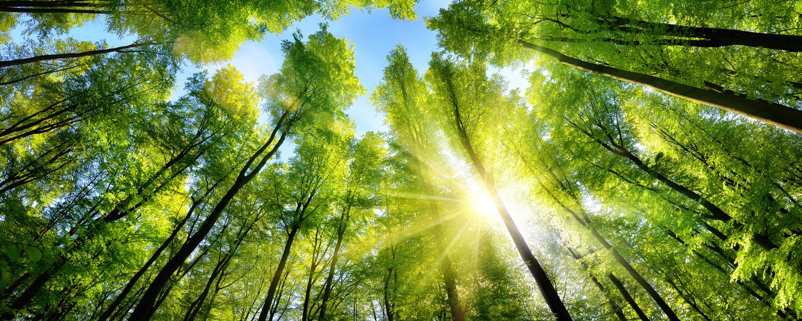 How Your Precious Pet Could Be Wreaking Havoc to The Environment