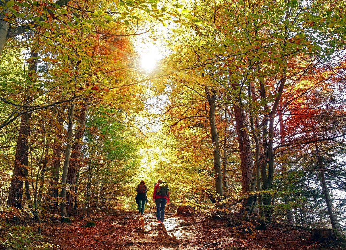 Preserving the Environment While Hiking
