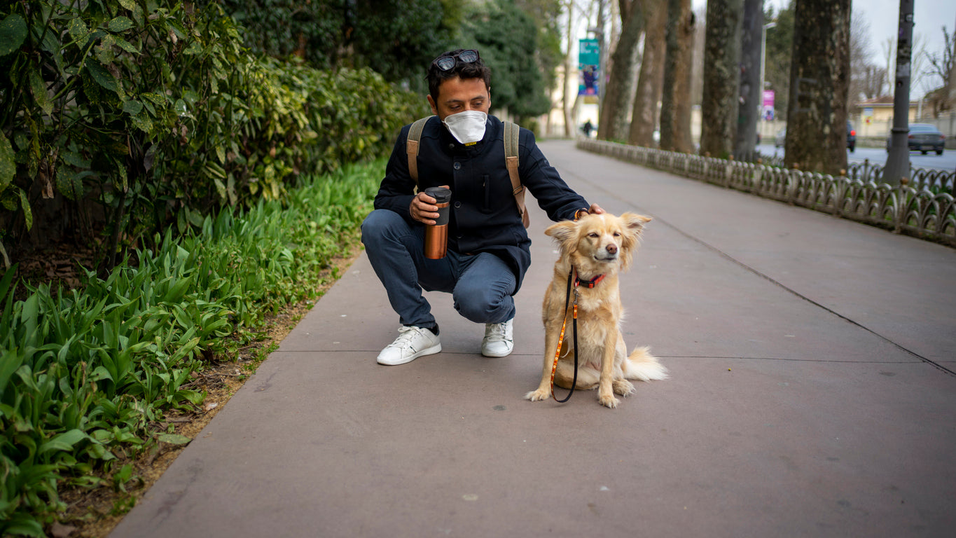 Best Places to Walk Your Dog