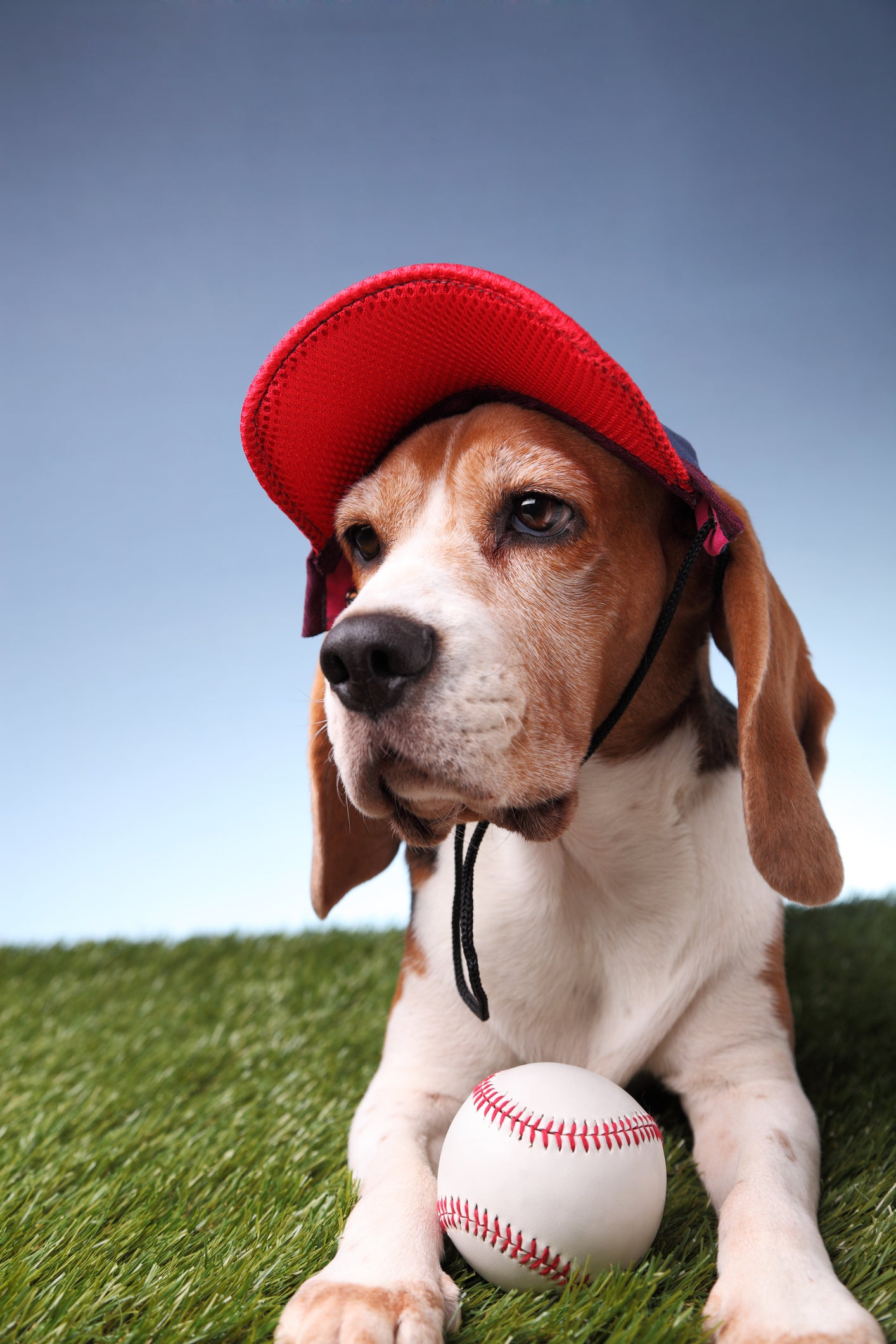 Baseball Caps for Dogs
