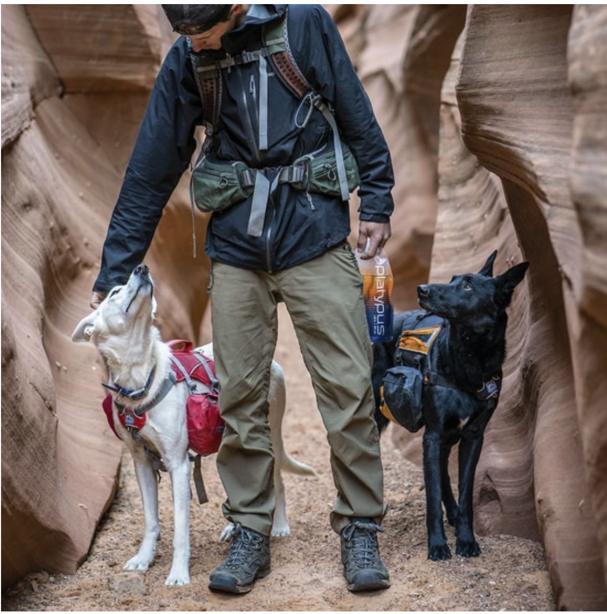 Baxter Dog Backpack