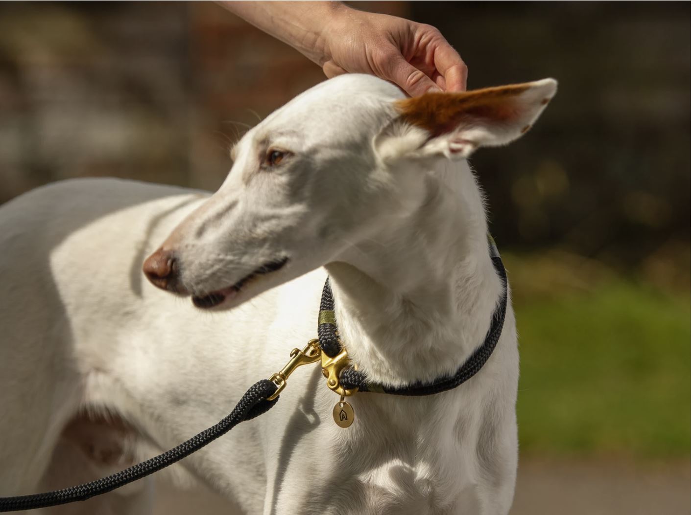 Classic Clip Rope Dog Lead