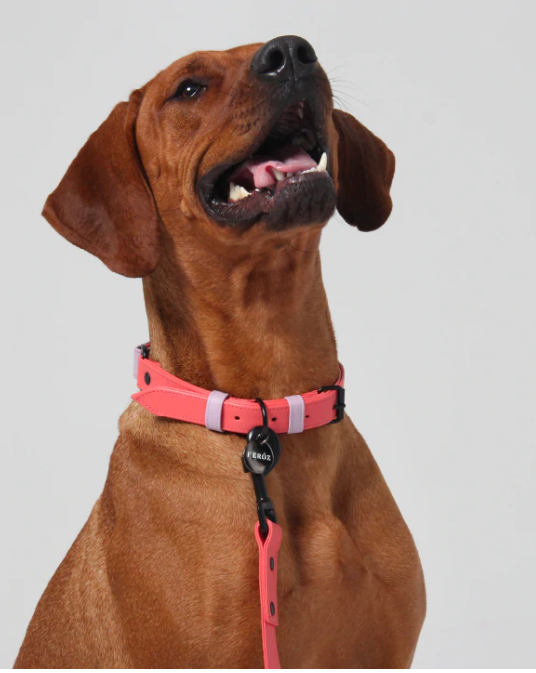 Watermelon Lilac Leather Dog Collar