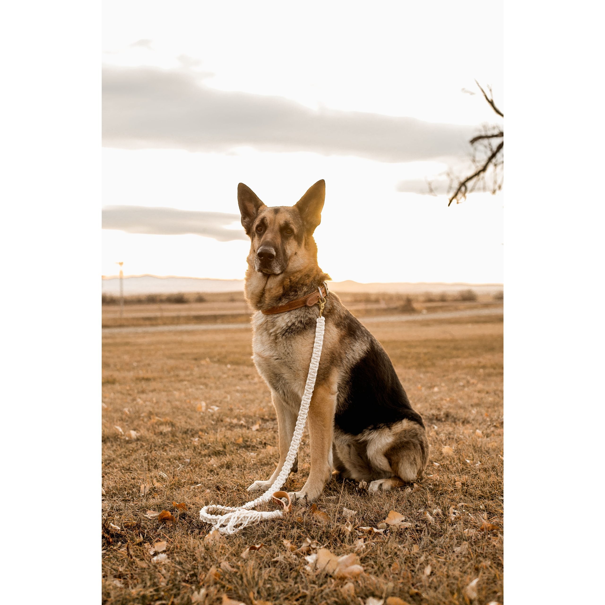 Macramé Dog Leash with Leather Handle - Natural