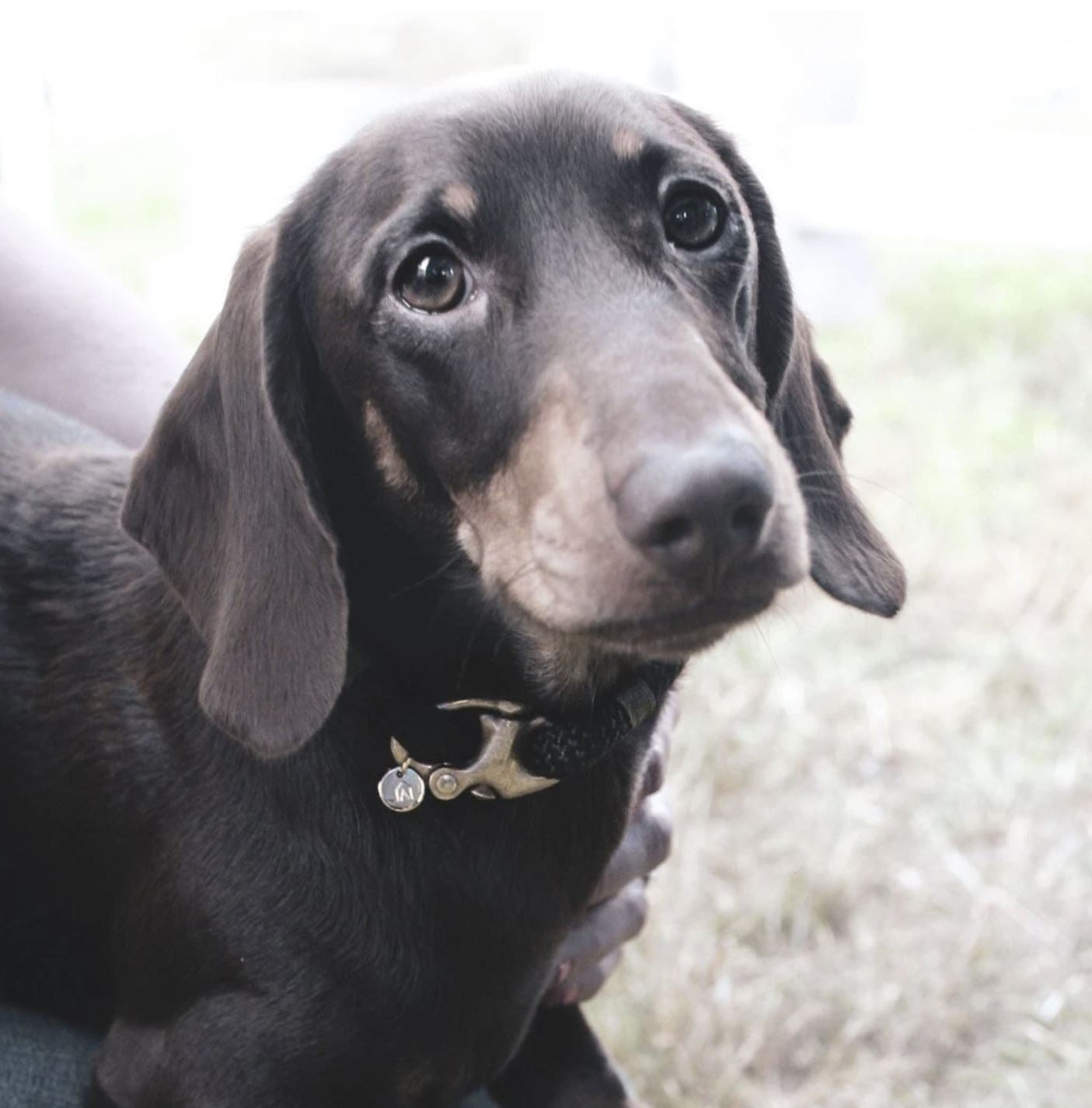 Petite Rope Dog Collar - Enchanted Forest