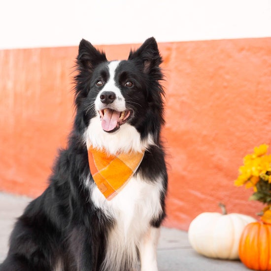 Pumpkin Spice Flannel Dog Bandana