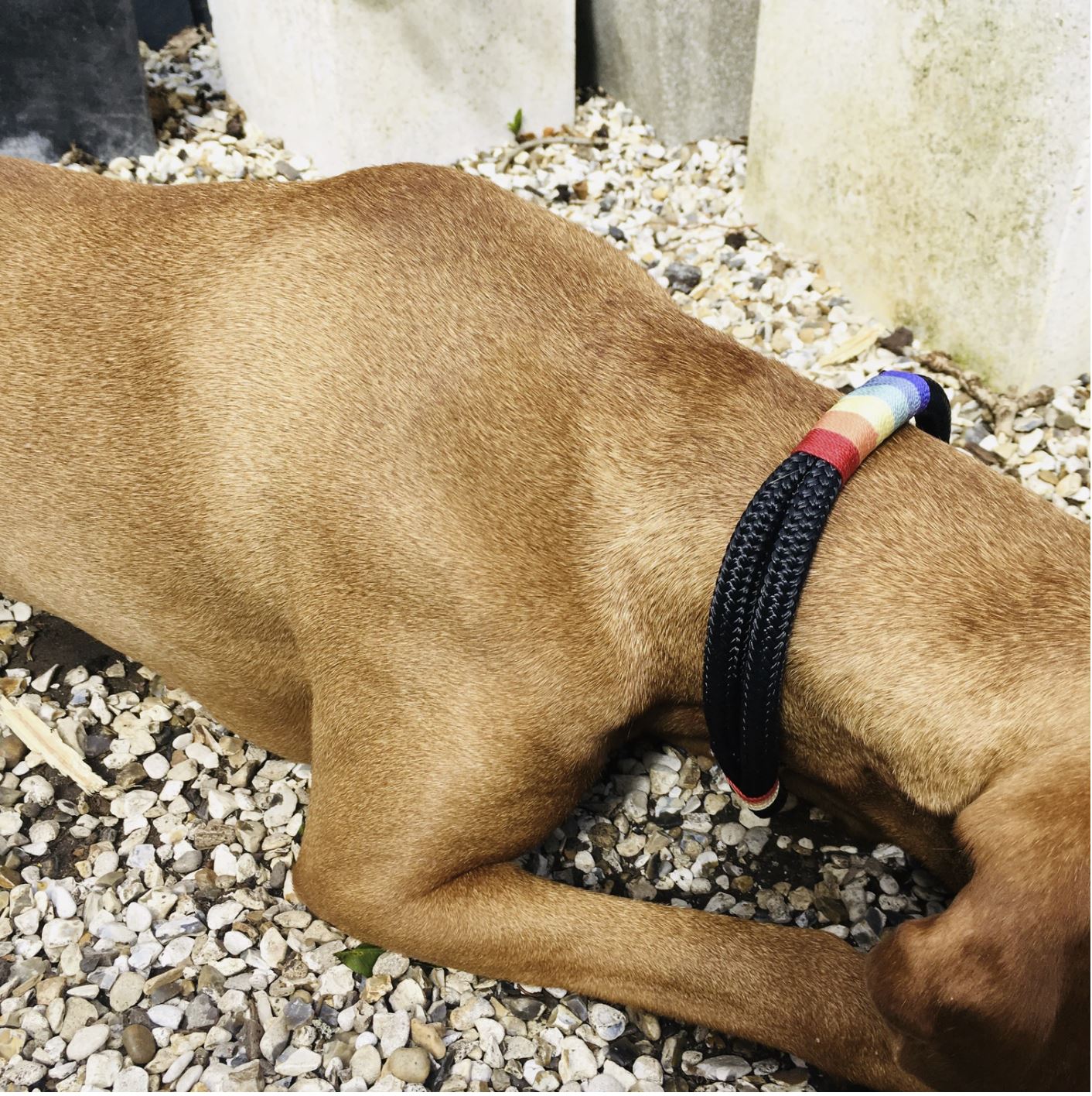 Rainbow Dog Collar