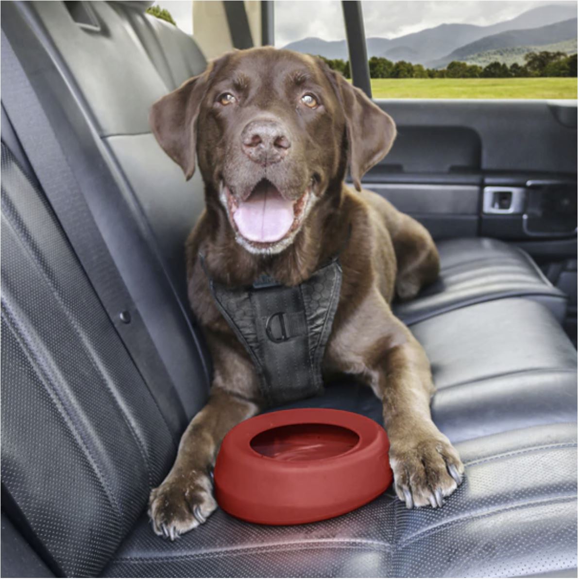 Splash Free Wander Dog Water Bowl