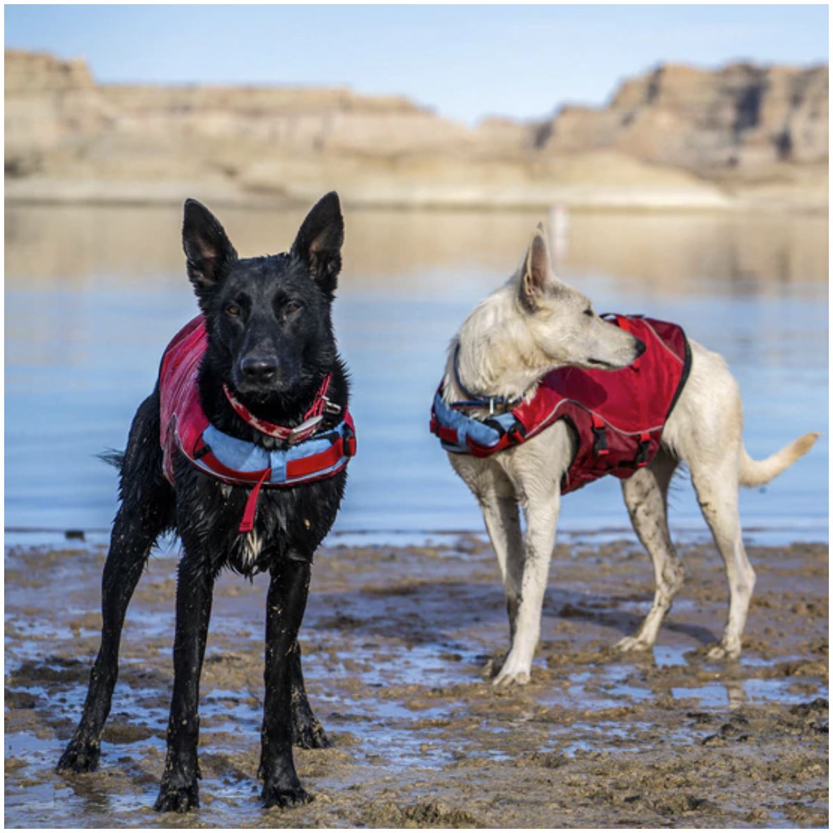 Surf N Turf Green Dog Life Jacket
