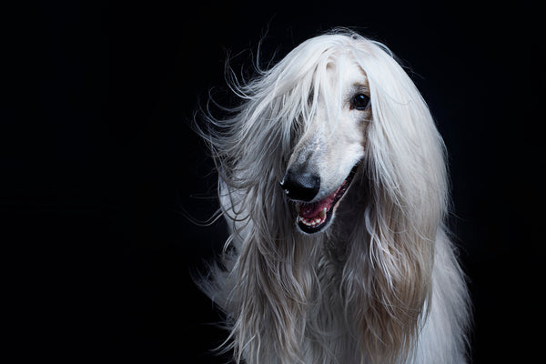 8 Facts You Didn’t Know About Afghan Hounds