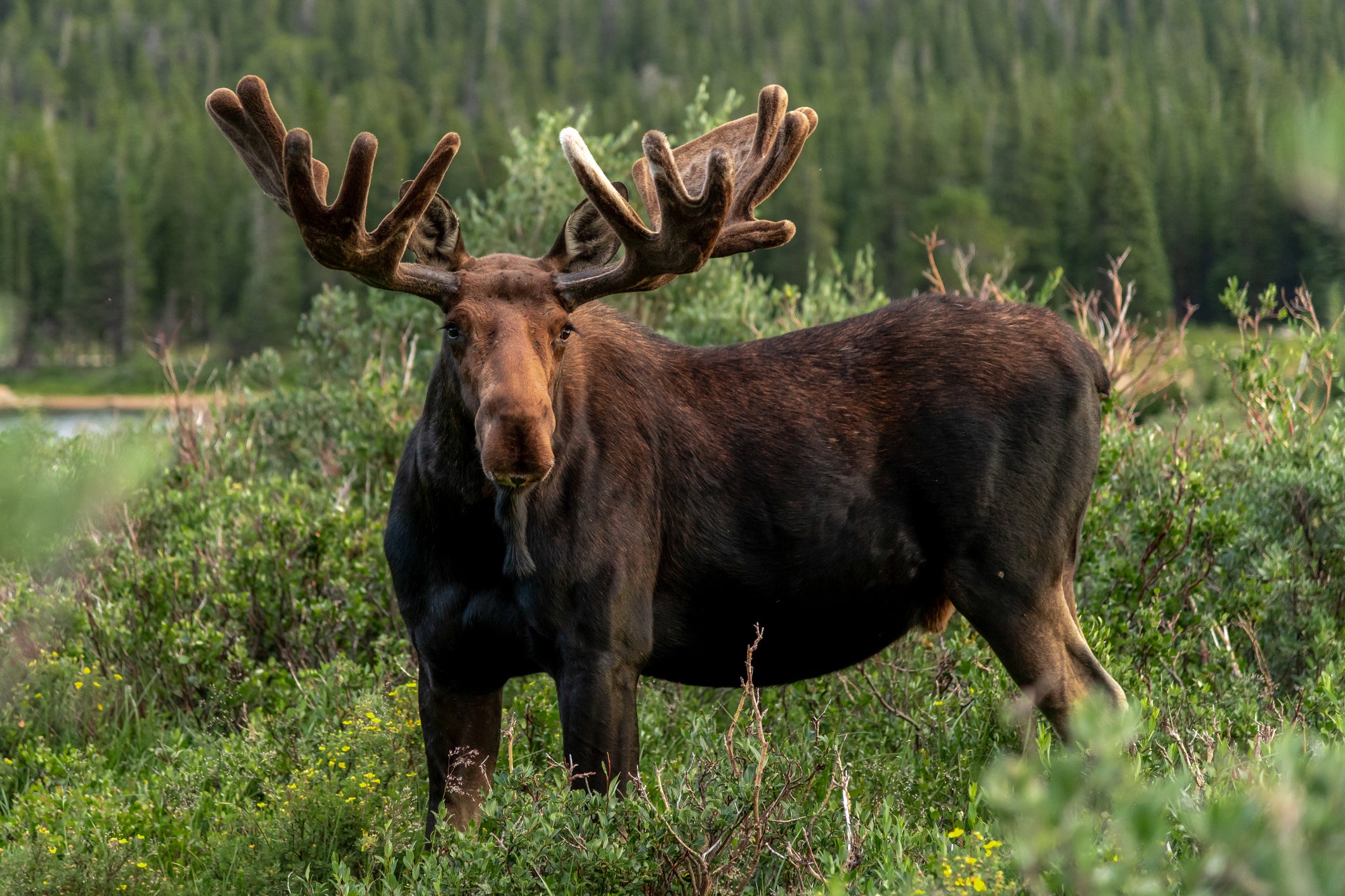 5 Wild Animals You May Come Across While Hiking