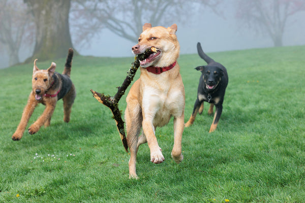 5 Reasons You Must Avoid Dog Parks