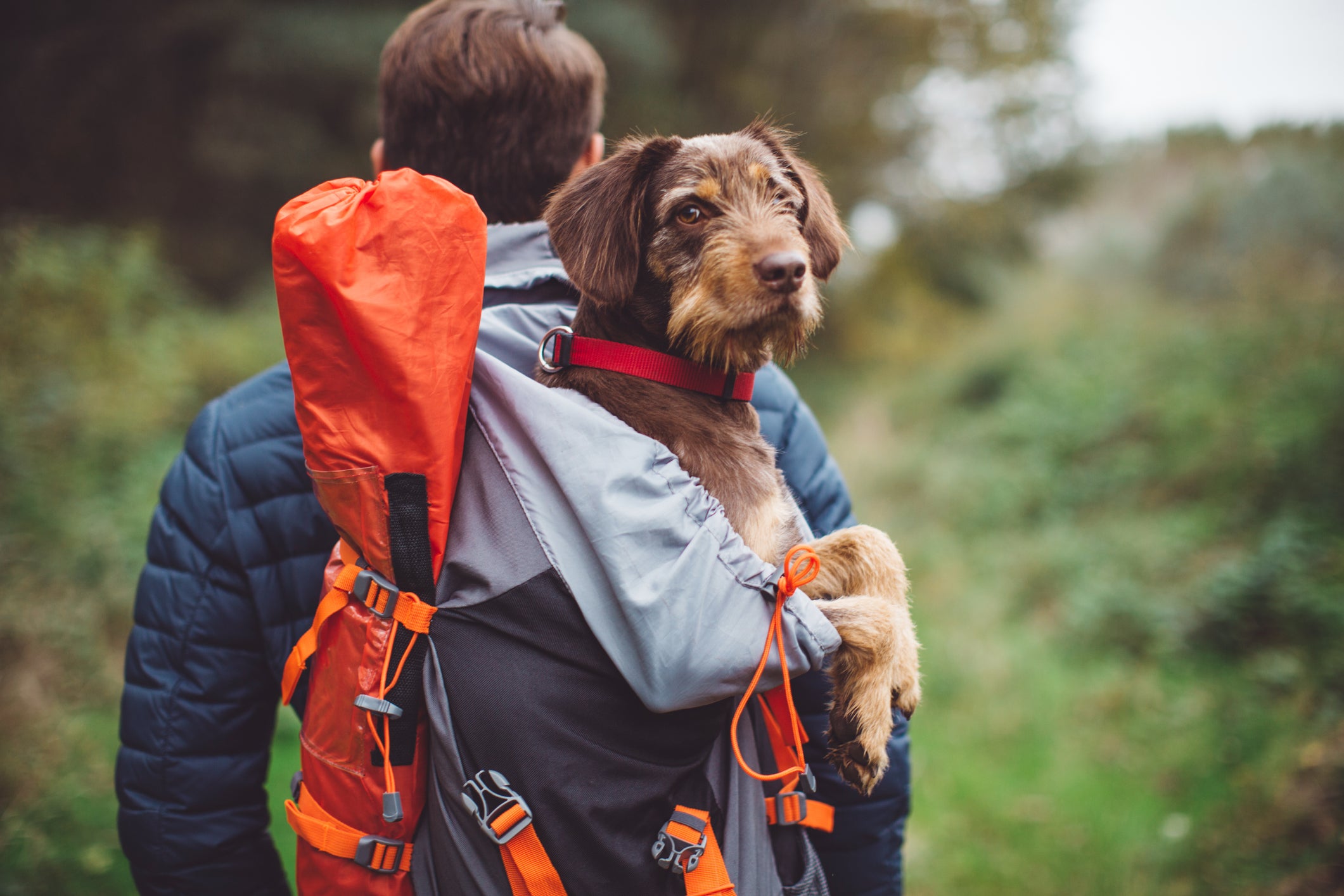 Best Dog Trailers and Carriers for Camping