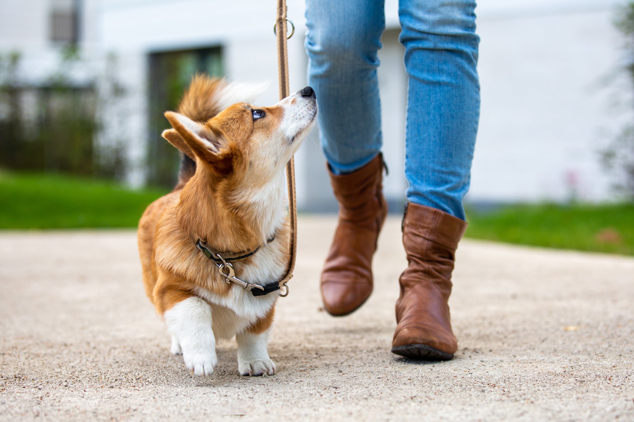 How To Ensure Best Dog Health?