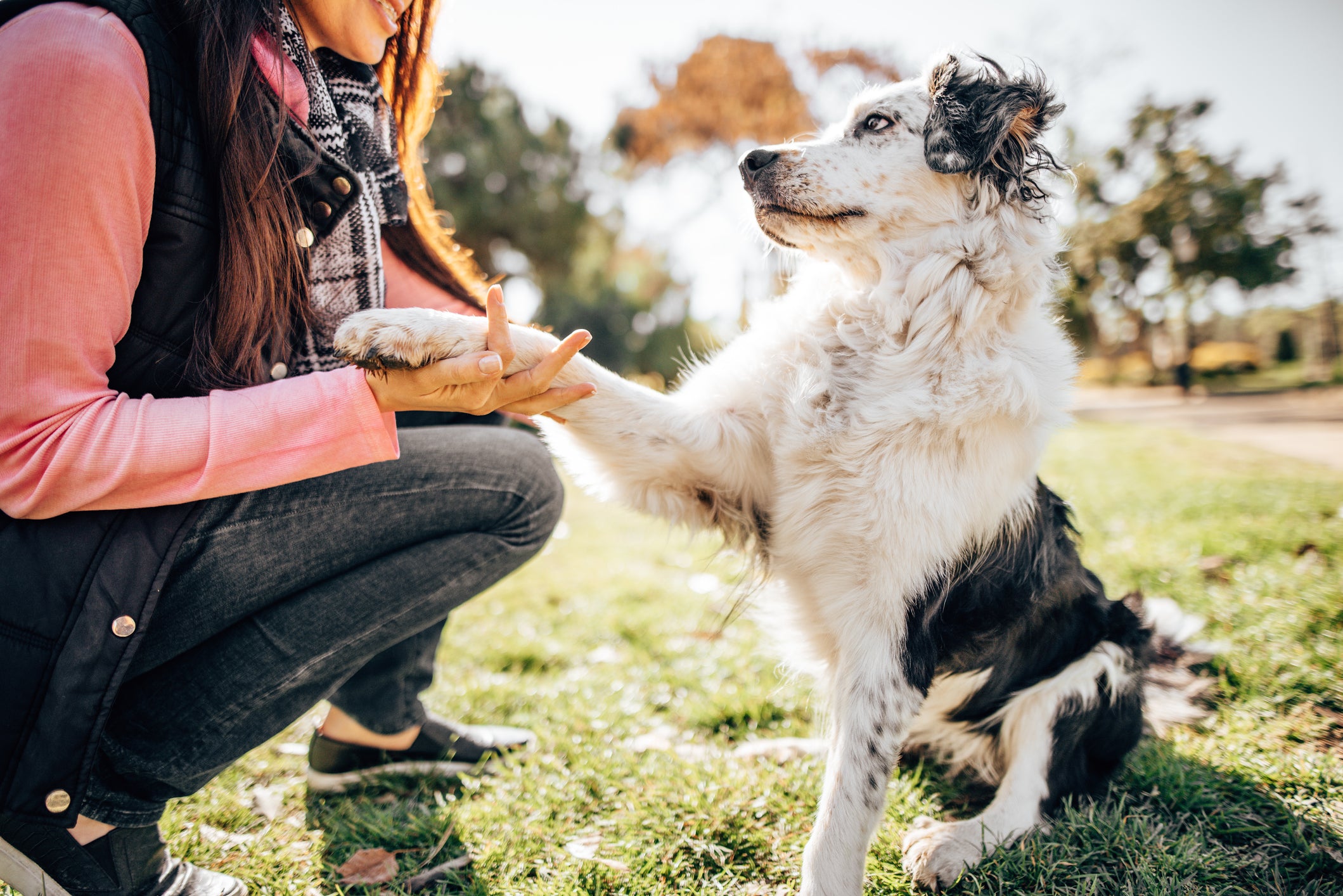 How To Be The Best Dog Owner