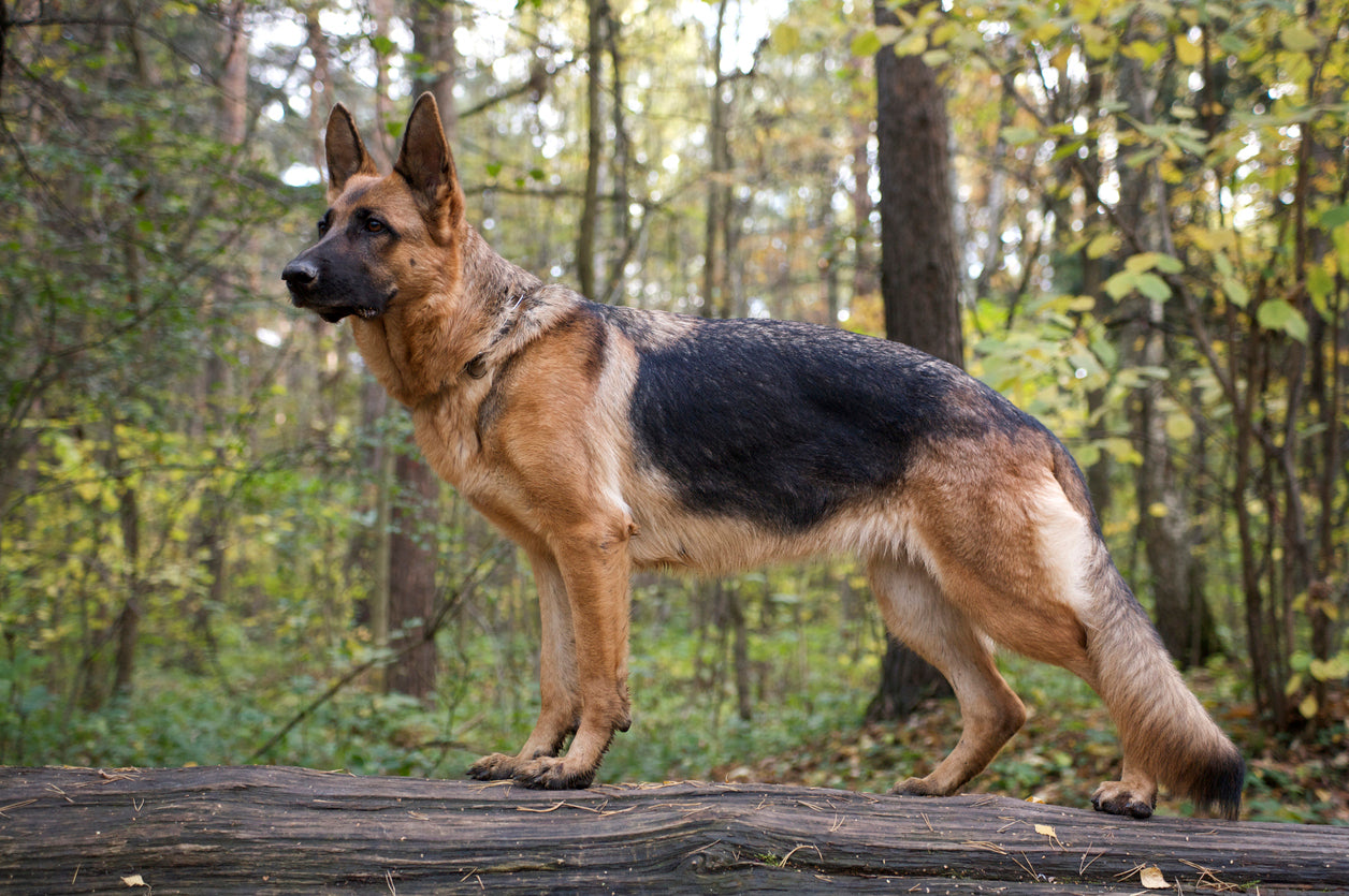 The Best of the Best in Dog Breeds