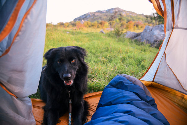 How To Safely Camp with Your Dog
