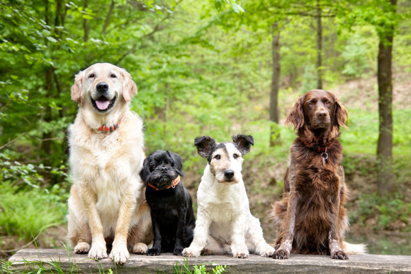 Choosing a Dog Breed for Yourself