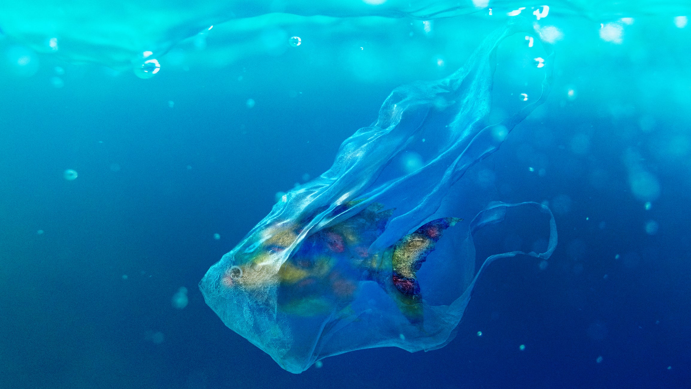 Innovative Ways to Clean Up the Oceans