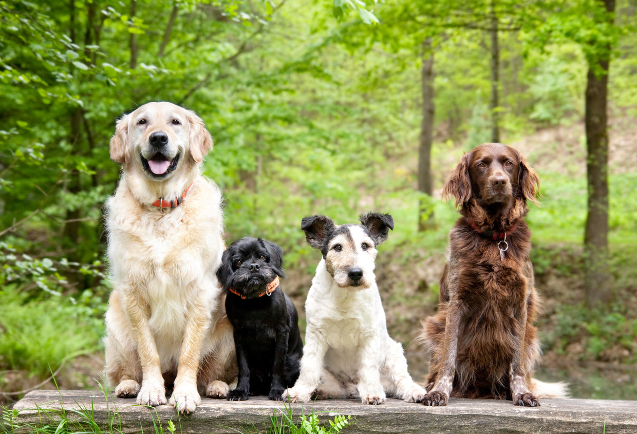 How To Choose a Suitable Dog Breed