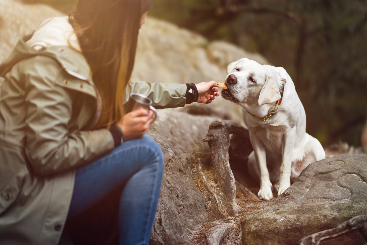 Choosing the Best Dog Food for Backpacking