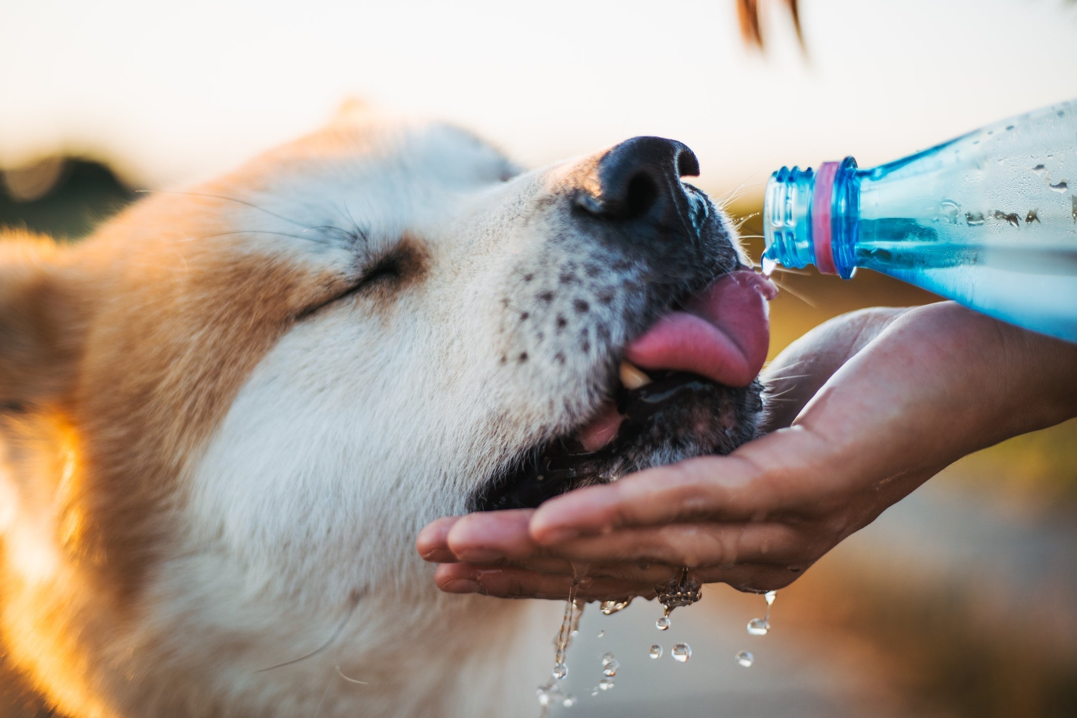 How to Keep Your Dog Safe on a Hot Day’s Hike?