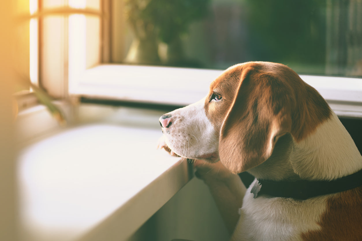 Leaving Your Dog Unsupervised? Here are some Do’s and Don’ts