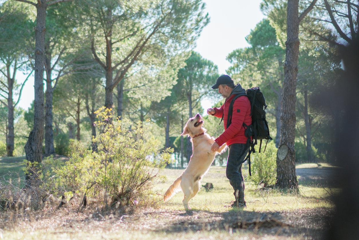 How to Train Your Dog for Hiking