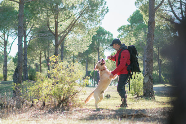How to Train Your Dog for Hiking