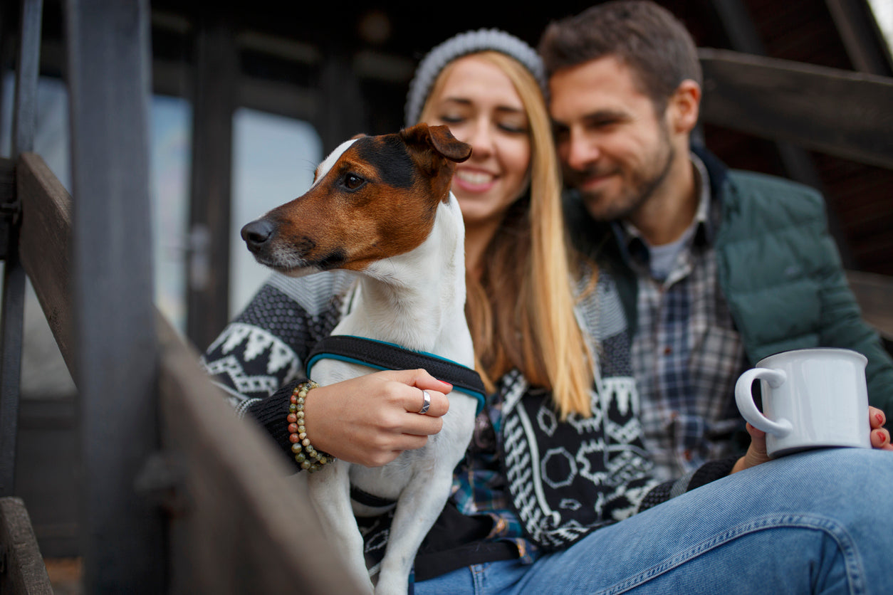 How to Prep Your Dog for Winter Season