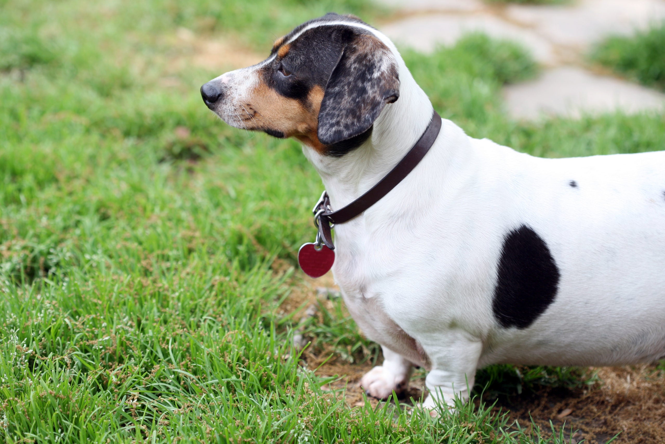6 Reasons Your Dog is Gaining Weight