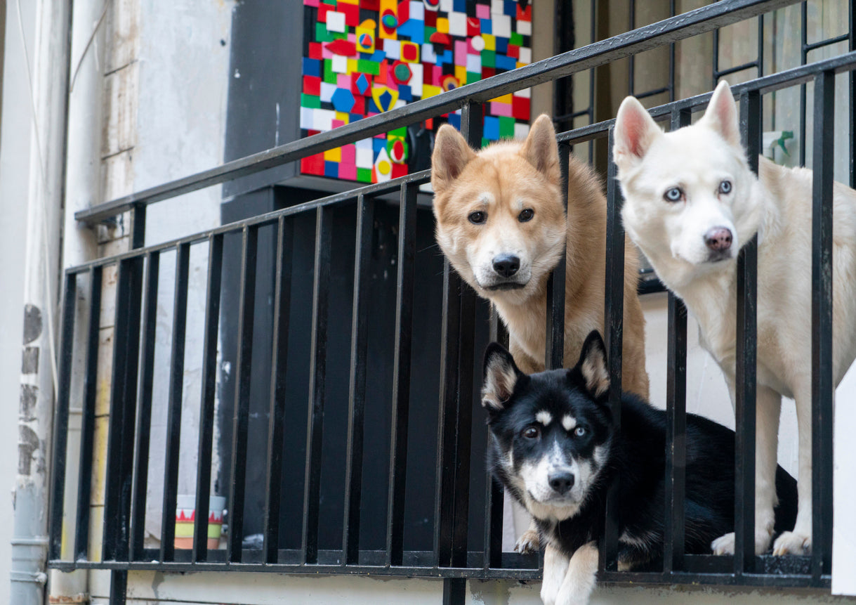 Ways To Keep Your Dog’s Safety In Check