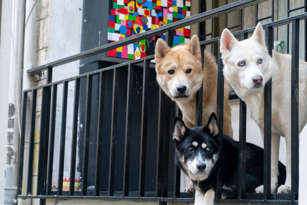Ways To Keep Your Dog’s Safety In Check