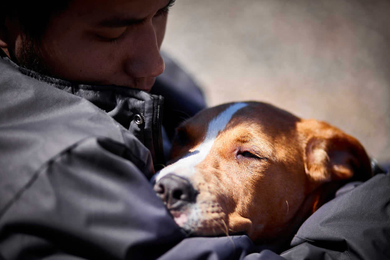 Dogs: Guardians of Mental Health