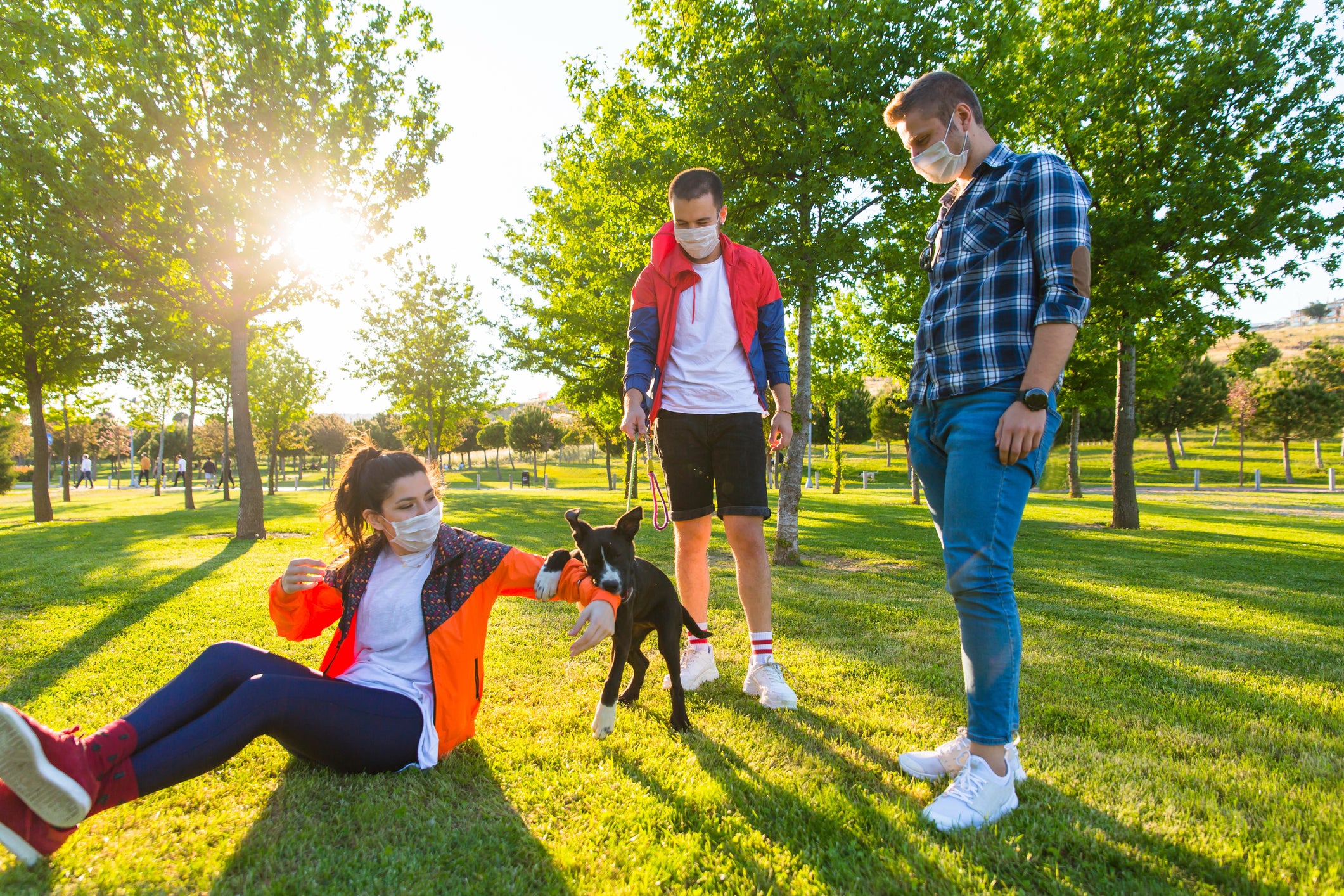 Environmental Allergies In Dogs