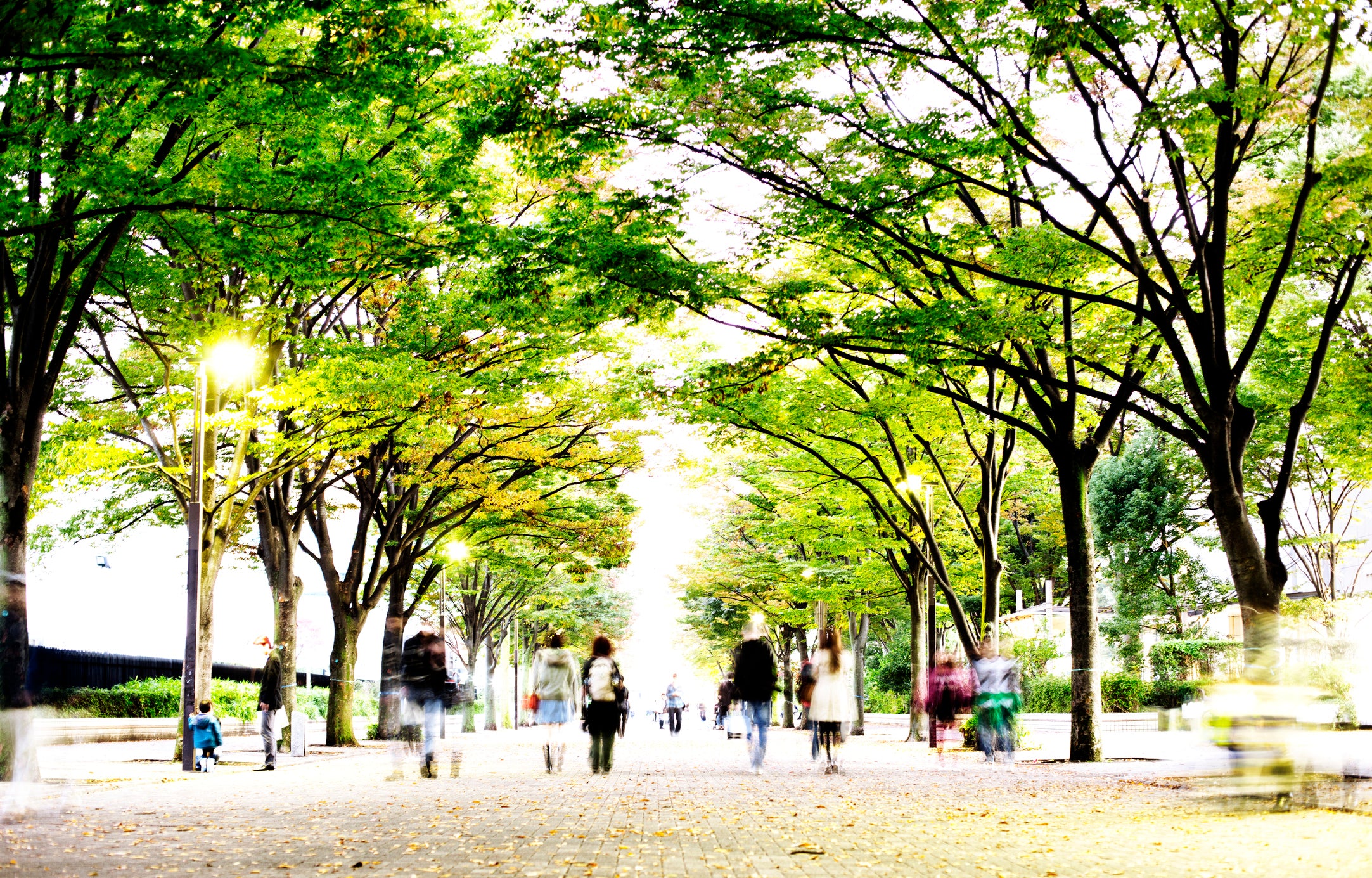 What Are "Green Streets," and How Do They Work?