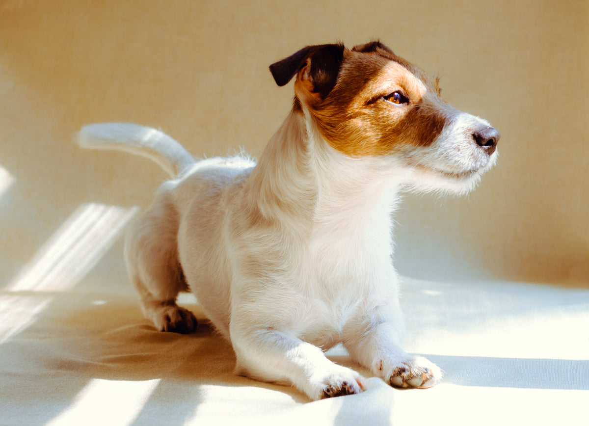 Leaving Dogs Alone: A Guide