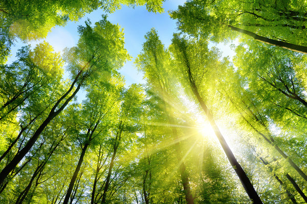 How Your Precious Pet Could Be Wreaking Havoc to The Environment