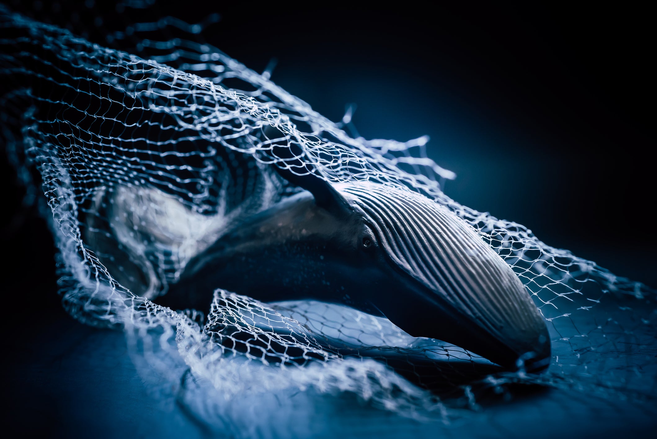 How Does Plastic Pollution Impact Marine Life?