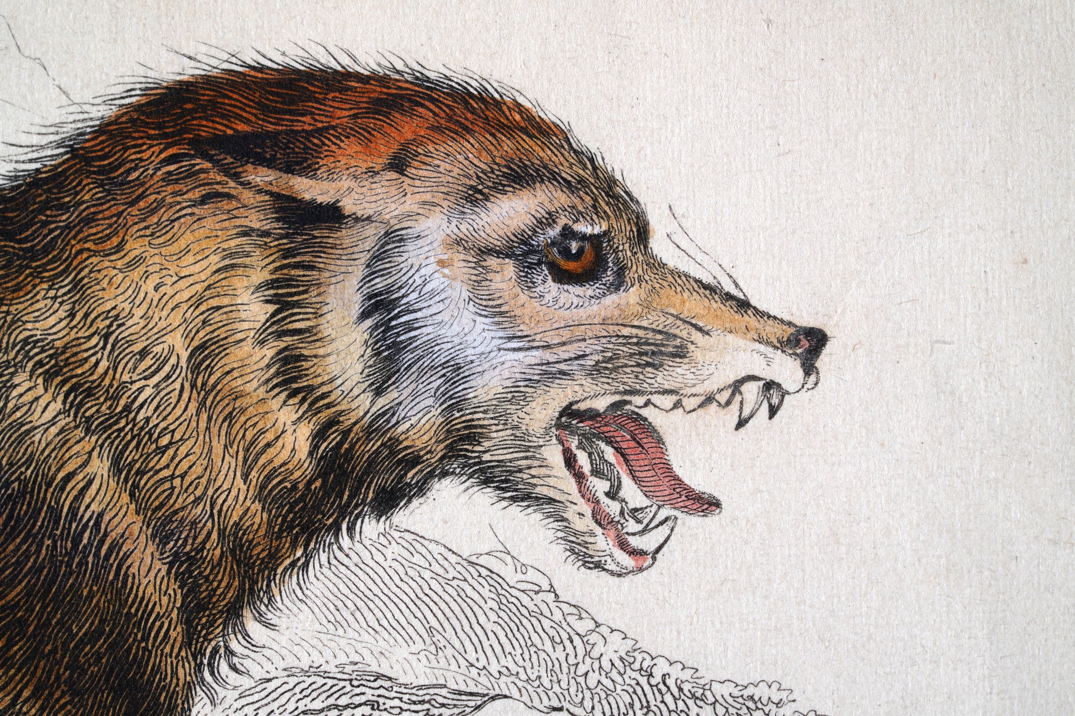 6 Things You May Not Know About Rabies