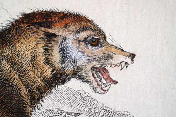 6 Things You May Not Know About Rabies